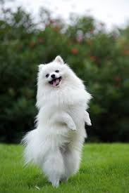 7 Things About The Pomeranian Temperament You Must Know Pomeranian Dog Cute Dogs Pomeranian Temperament