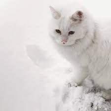Kedi Isimleri Petarkadas Com