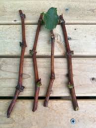 Image result for grapevine cuttings