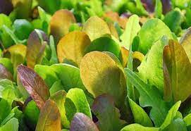 Cool season vegetables grow well in the early spring, fall and winter. Late Season Vegetables For The Garden Planet Natural