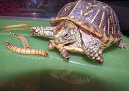 How long have earth worms been around? Diet For Feeding Your Box Turtle Lovetoknow