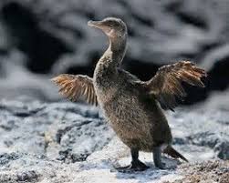 Birds That Cannot Fly Images Image Result For Flightless Cormorant Birds That Cannot Fly Flightless Bird Galapagos
