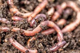 Worms will die quickly at room temperature, but keeping your refrigerator on its coldest setting will extend their lifespan to over six months. 15 Different Types Of Worms Home Stratosphere