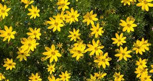Check spelling or type a new query. Five Extra Long Blooming Perennials My Garden Life