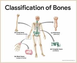 Structure and physical properties.—bone is one of the hardest structures. Skeletal System Anatomy And Physiology Nurseslabs