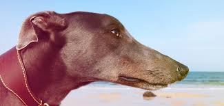 It is also referred to as an english greyhound. Greyhounds As Pets Complete Dog Breed Information Guide