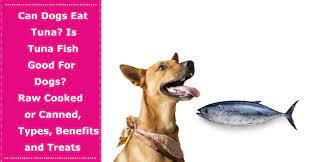 While it's perfectly safe for dogs to have salmon and other kinds of fish if you want to treat your puppy, the best fish for dogs to have are the ones found in commercial dog food. Can Dogs Eat Tuna Is Tuna Fish Good For Dogs Raw Cooked Or Canned Types Benefits And Treats Petxu