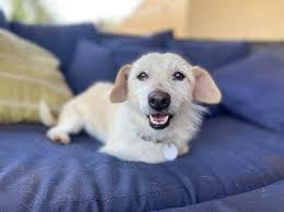 Frosted Faces 54 — Frosted Faces Foundation