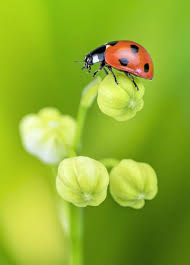 Coccinelles 12 Conseils Pour Les Attirer Au Jardin En 2020 Maison Coccinelle Coccinelle Jardin Maison