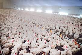 You get a handful of beetles into a racehorse's food and you're out a multimillion dollar horse. Poultry Pest Management Alabama Cooperative Extension System