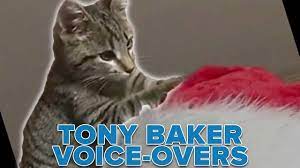 Police search for suspect who shot woman in roslindalea woman is in critical condition after a shooting thursday afternoon near sullivan's. These Cats Have No Respect Tony Baker Voice Over Compilation Youtube