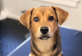 What is the difference between adopting a dog, adopting a cat, adopting a kitten or adopting a puppy versus getting dogs for sale, cats for sale, puppies for sale or kittens for. Vt Dog Rescue