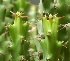 Image result for Euphorbia schinzii