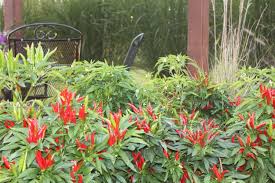 Set pepper plants in a hole that is twice as wide as the seedling root ball and about 1 inch deeper so a portion of the stem is below soil level. 6 Fantastic Ornamental Pepper Plants To Grow This Year