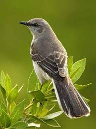 4 ways to attract mockingbirds. Mockingbird State Birds Northern Mockingbird Mocking Birds