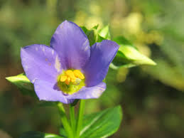 Image result for Exacum