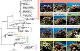 Image result for Microcoelia corallina