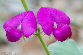 Image result for Tephrosia meisneri