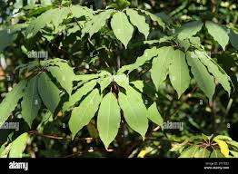 Image result for Araliaceae