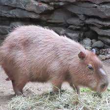 Capybara At Franklin Park Zoo Boston Ma Franklin Park Zoo Franklin Park Capybara
