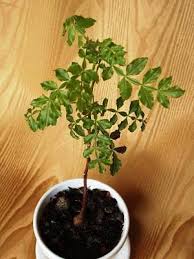 Image result for Erythrophysa