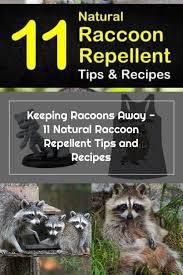Cooking is a required activity to finish some of the quests of the game, and this page is devoted to the recipes you'll be using. How To Scare Raccoons From Yard Arxiusarquitectura