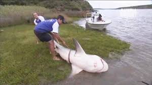 A pair of adrenaline junkies uploaded a video to youtube showing the entire. Bull Shark Caught In River River Monsters Animal Planet