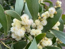 Image result for Acacia melanoxylon