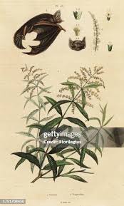 Image result for Aloysia citrodora
