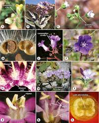 Image result for Pleioceras orientale