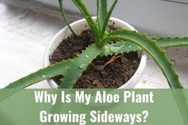 Drying of leaf tips could only be the primary symptom. Why Is My Aloe Plant Growing Sideways Ready To Diy
