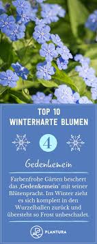 Winterharte Blumen Diese Robusten Sorten Trotzen Dem Winter Winterharte Blumen Winterharte Pflanzen Winterhart