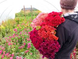 Image result for Celosia pandurata