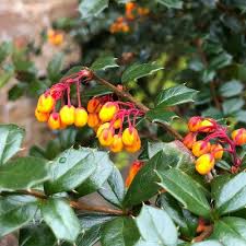 Image result for Berberis darwinii