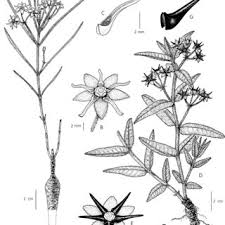 Image result for Glossostelma spathulatum
