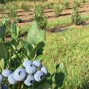 TWO SISTERS ORGANIC BERRY FARM - TEMP. CLOSED - Updated April 2024 ...
