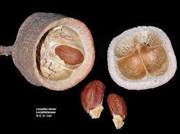 Image result for Lecythidaceae