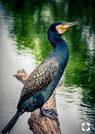 Colorful Bird With Big Feathers Pin By Michele Snow On Uccelli Beautiful Birds Colorful Birds Pet Birds