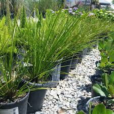 Image result for Motandra