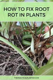 How To Fix Root Rot In Plants Tips To Identify Prevent And Treat Repotting Plants Plants Plant Roots