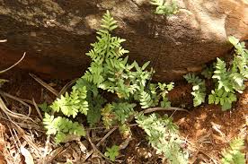 Image result for Cheilanthes involuta