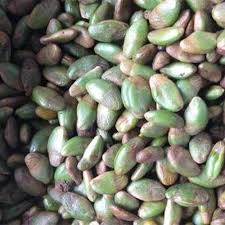 Image result for Clausena lansium