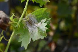 Image result for peronospora grapevine