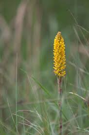 Image result for Disa woodii