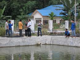 Balai Benih Ikan Air Tawar Balangan Smk N 2 Tanah Grogot Facebook