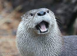 Cheer Up Human It S Sotterday The Daily Otter In 2020 Otters Otter Love Cheer