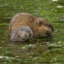 Facts About Muskrats Animals Interesting Animals Animals Beautiful