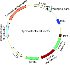 Vectorology and Factor Delivery in Induced Pluripotent Stem Cell  Reprogramming | Stem Cells and Development