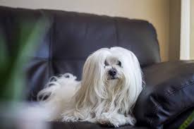 The Top 5 Maltese Haircut Styles For 2019 The Dog People By Rover Com