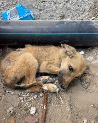 Remember Chance, rescued in August? We have just spent a ...